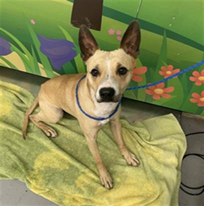 adoptable Dog in Waco, TX named SCOTTY