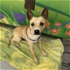 adoptable Dog in waco, TX named SCOTTY
