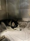 adoptable Dog in waco, TX named ORION