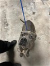 adoptable Dog in waco, TX named A111467