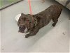adoptable Dog in waco, TX named BROSKI