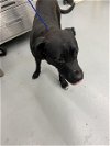 adoptable Dog in waco, TX named TANNER