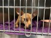 adoptable Dog in waco, TX named A111539