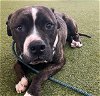adoptable Dog in waco, TX named ROSCO
