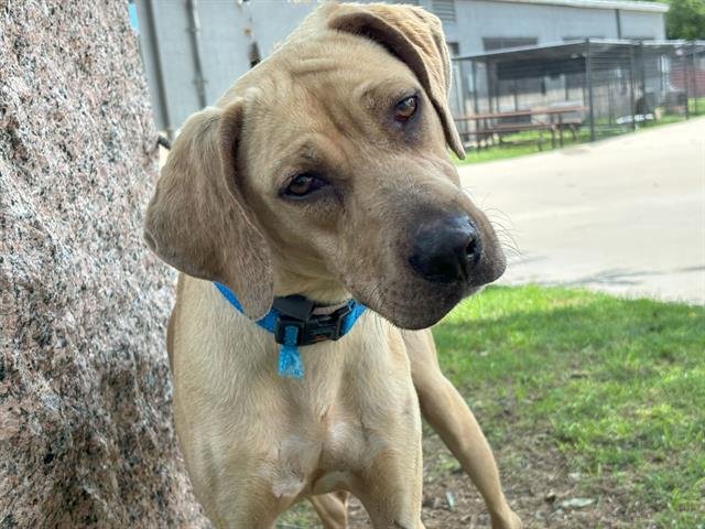 adoptable Dog in Waco, TX named SHERLOCK BONES