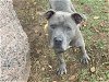 adoptable Dog in waco, TX named DEWEY