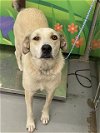 adoptable Dog in waco, TX named SKYE
