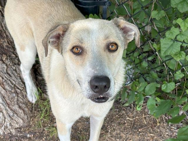 adoptable Dog in Waco, TX named SKYE