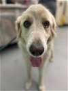 adoptable Dog in waco, TX named THORN