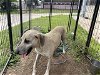 adoptable Dog in waco, TX named SANSA GRACE