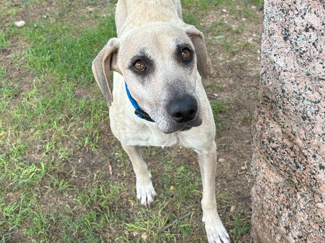 adoptable Dog in Waco, TX named SANSA GRACE