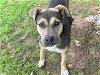 adoptable Dog in waco, TX named YIPEEE