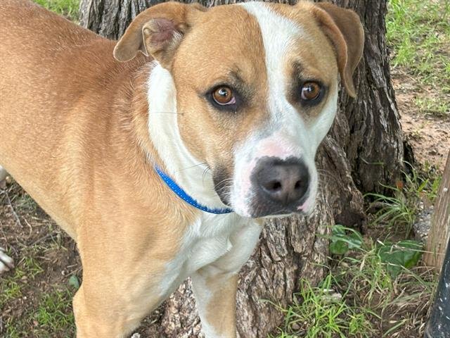 adoptable Dog in Waco, TX named REUBEN