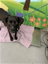 adoptable Dog in waco, TX named TRIXIE