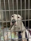 adoptable Dog in waco, TX named COMPASSION
