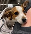adoptable Dog in waco, TX named ZELDA