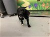 adoptable Dog in waco, TX named RUCKUS