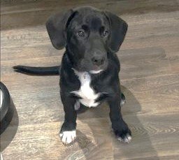 adoptable Dog in Waco, TX named RUCKUS
