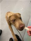 adoptable Dog in waco, TX named WALKER