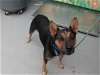 adoptable Dog in waco, TX named SAMMI