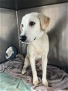 adoptable Dog in waco, TX named DECLAN