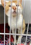 adoptable Cat in , TX named BOY GEORGE