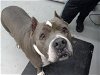 adoptable Dog in waco, TX named ZIRAH