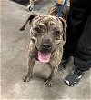 adoptable Dog in waco, TX named TOADETTE