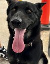 adoptable Dog in waco, TX named BIG AL TRUISM