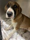 adoptable Dog in waco, TX named BLAKE SHELTON