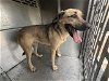 adoptable Dog in waco, TX named PEACH