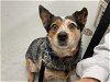 adoptable Dog in waco, TX named A111709