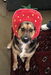 adoptable Dog in Waco, TX named APRIL