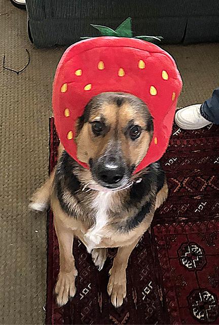 APRIL - German Shepherd Dog available for adoption