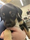adoptable Dog in waco, TX named A111562