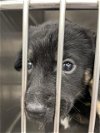 adoptable Dog in waco, TX named A111563