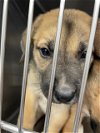 adoptable Dog in waco, TX named A111564