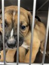 adoptable Dog in waco, TX named A111565