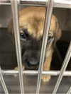 adoptable Dog in waco, TX named A111566