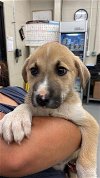 adoptable Dog in waco, TX named DARLA