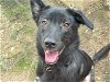 adoptable Dog in waco, TX named OZZY