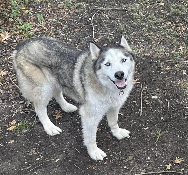 adoptable Dog in Waco, TX named DRAGO