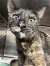 adoptable Cat in waco, TX named A111767