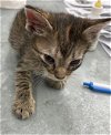 adoptable Cat in waco, TX named A111771