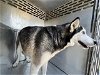 adoptable Dog in waco, TX named PARCHEESI