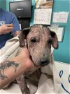 adoptable Dog in waco, TX named DEIGO