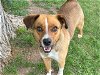 adoptable Dog in , TX named REVLON