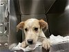 adoptable Dog in waco, TX named DELILAH