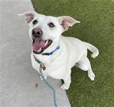 picture of the dog needing adoption