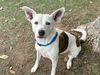 adoptable Dog in Waco, TX named NALA NADINE